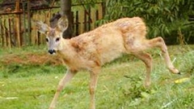 Ikona Ikona