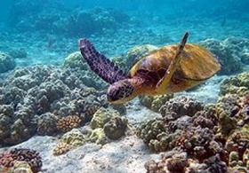 zdroj: wikipedia.org