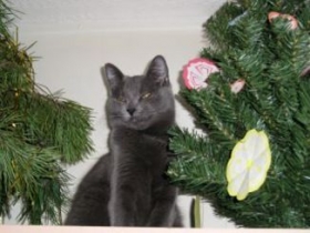 Kliknutím zvětšíte obrázek