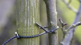 zdroj: dumazahrada.cz