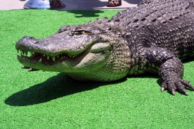 zdroj: archiv Metropolu