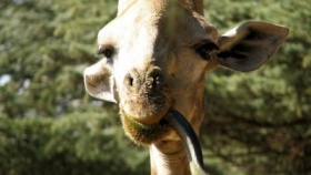 zdroj: archiv Metropolu