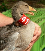 Kliknutím zvětšíte obrázek