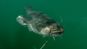 zdroj: podhladinouvltavy.cz