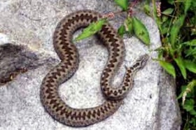 zdroj: archiv Metropolu