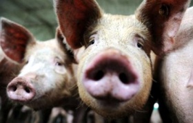 zdroj: deccanchronicle.com