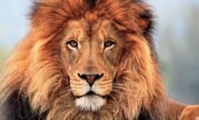 zdroj: wallpaperdev.com