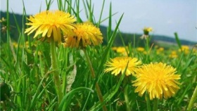 zdroj: archiv Metropolu