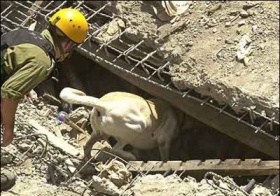 zdroj: aanimalradio.com