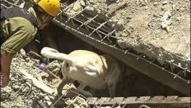 zdroj: aanimalradio.com