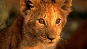 zdroj: archiv Metropolu