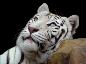 zdroj: archiv Metropolu