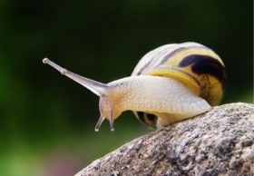 zdroj: snecci.websnadno.cz