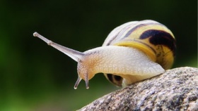 zdroj: snecci.websnadno.cz