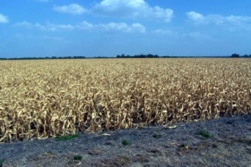 zdroj: archiv Metropolu