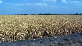 zdroj: archiv Metropolu