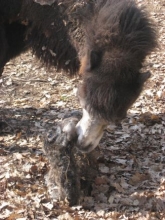 Kliknutím zvětšíte obrázek