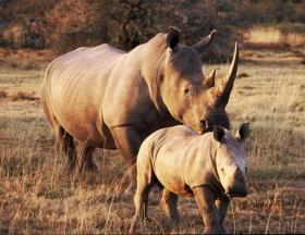zdroj: archiv Metropolu