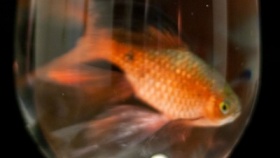 zdroj: myconfinedspace.com