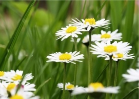 zdroj: archiv Metropolu