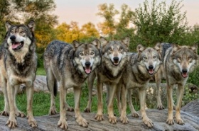 zdroj: mydesktopwallpapers.info