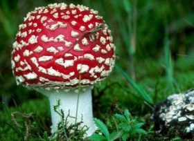 zdroj: archiv Metropolu