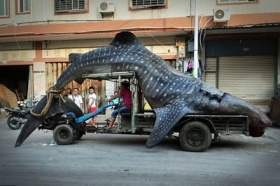 zdroj: dailymail.co.uk