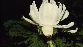 zdroj: botaniliberec.cz zdroj: botaniliberec.cz