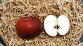 zdroj: archiv Metropolu