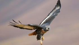 zdroj: archiv Metropolu