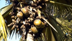 zdroj: en.wikipedia.org