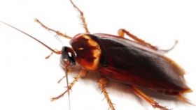 zdroj: nohelgarden.cz