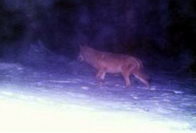 zdroj: alkawildlife.eu