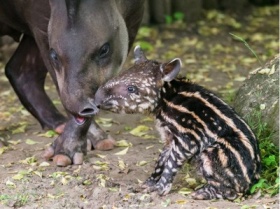 zdroj: Petr Hamerník
