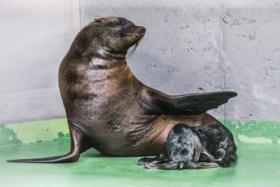 zdroj: Petr Hamerník, Zoo Praha zdroj: Petr Hamerník, Zoo Praha