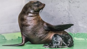 zdroj: Petr Hamerník, Zoo Praha zdroj: Petr Hamerník, Zoo Praha
