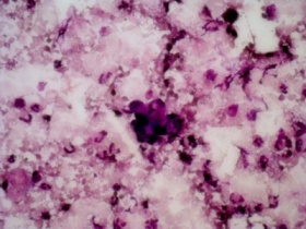 zdroj: RNDr. Marie Fialová