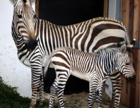 Kliknutím zvětšíte obrázek