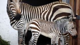 zdroj: Tiskové centrum zoo Ústí nad Labem zdroj: Tiskové centrum zoo Ústí nad Labem