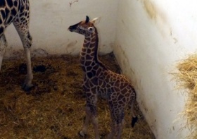 Kliknutím zvětšíte obrázek