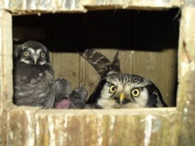 Kliknutím zvětšíte obrázek