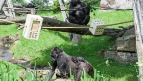 zdroj: Zoo Praha zdroj: Zoo Praha