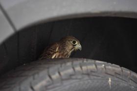 zdroj: archiv Metropolu