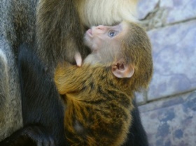 Kliknutím zvětšíte obrázek