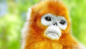 zdroj: Archiv zoo Praha