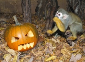 Kliknutím zvětšíte obrázek