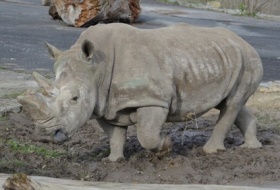 Kliknutím zvětšíte obrázek