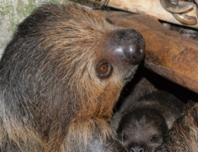 Kliknutím zvětšíte obrázek