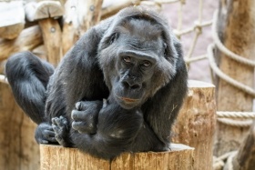 zdroj: Zoo Ústí n. L.