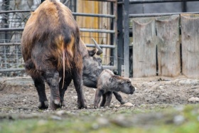 zdroj: Zoo Praha